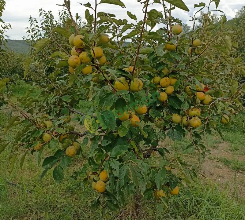 Satılık Cennet hurması