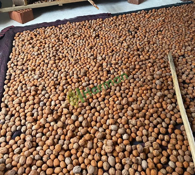 satılık ceviz