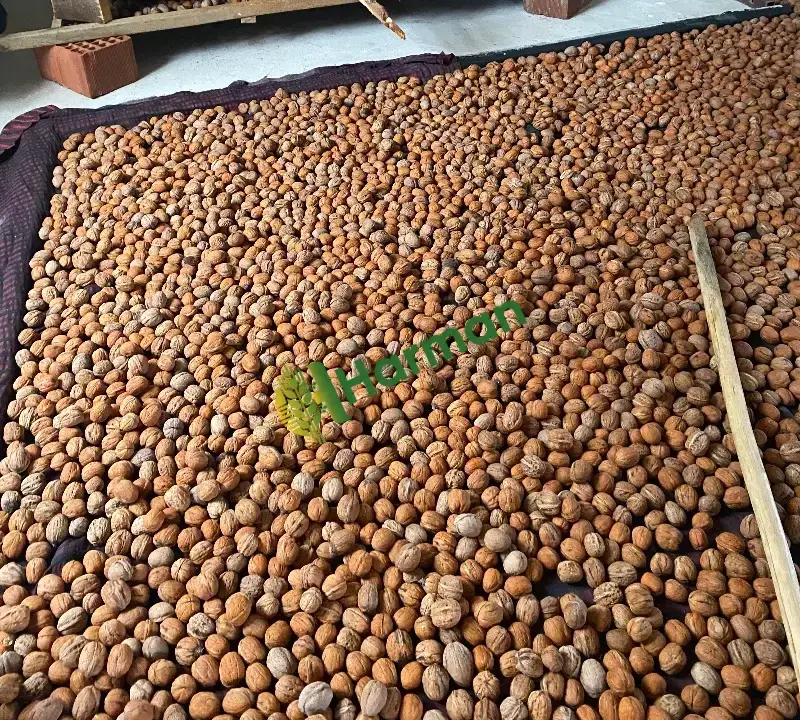 satılık ceviz