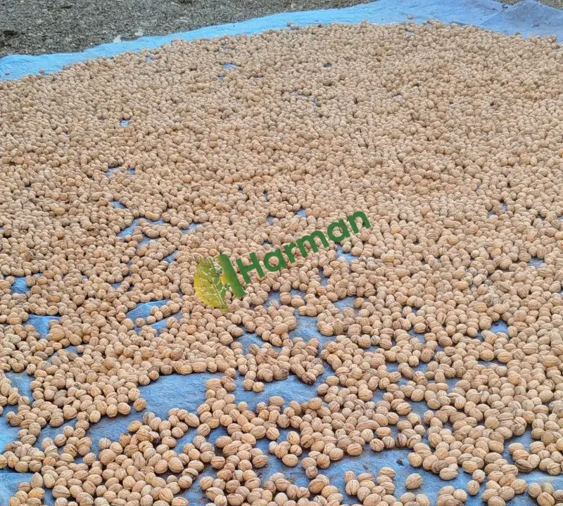 Satılık ceviz