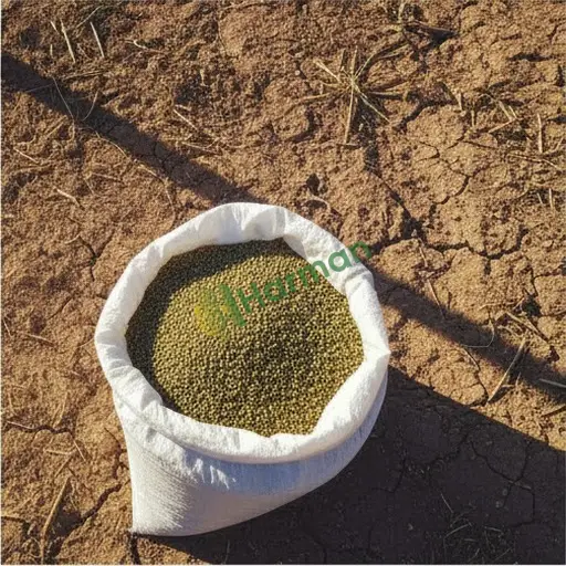 Kırıkkale Çelebi'de mercimek satılık