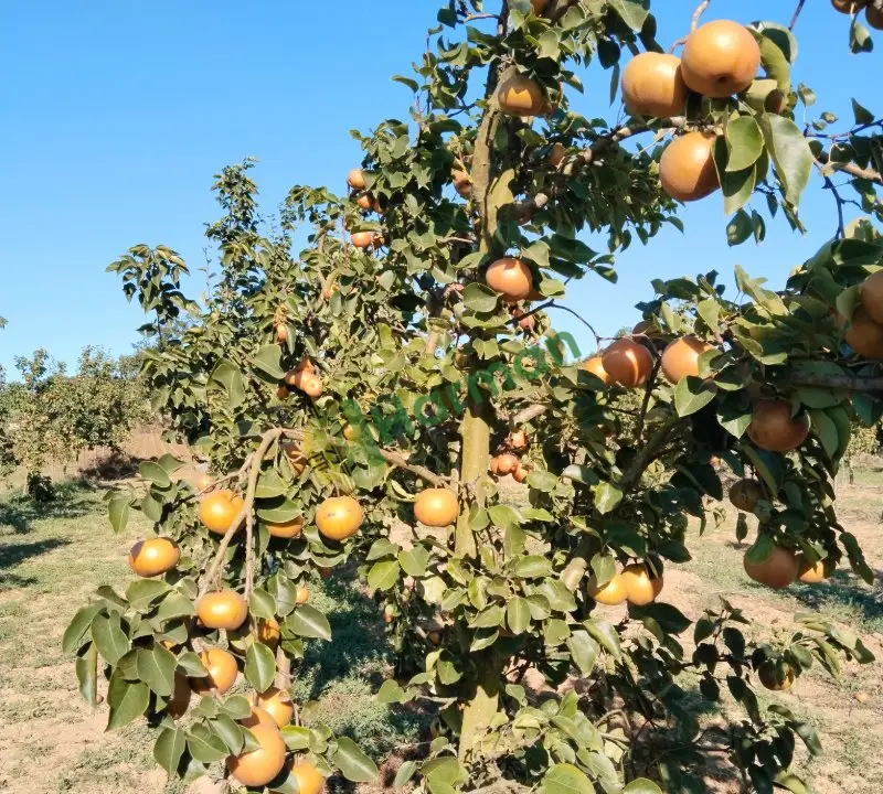 Armut Akça hal fiyatı