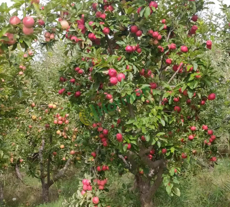 Satılık dalında elma - Karamanlı/Burdur