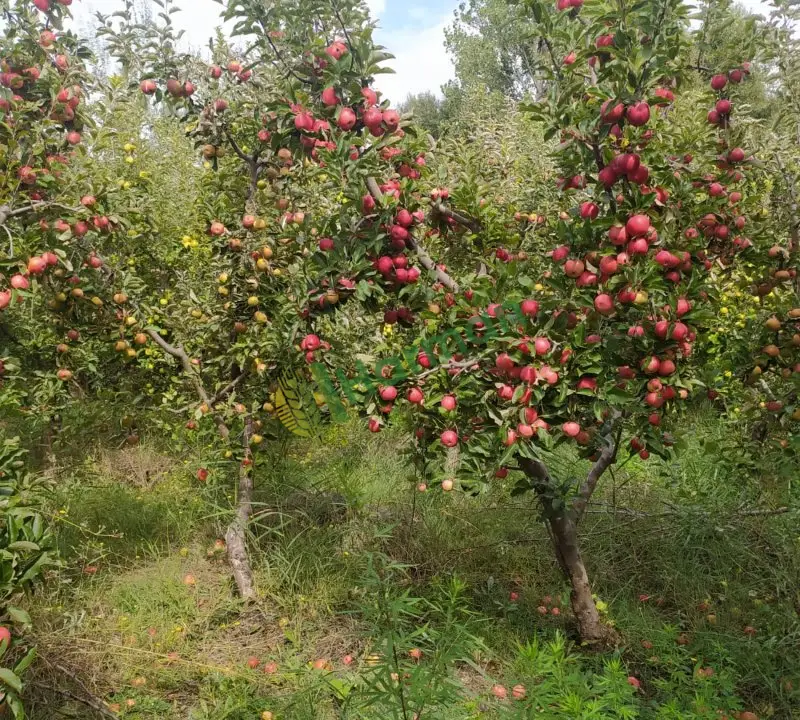 Satılık dalında elma - Karamanlı/Burdur