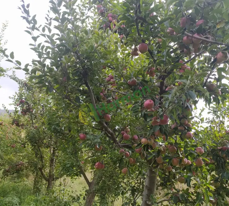Satılık dalında elma - Karamanlı/Burdur