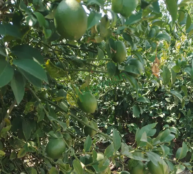 Satılık dalında Mayer limon