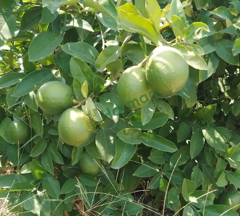 Satılık dalında Mayer limon