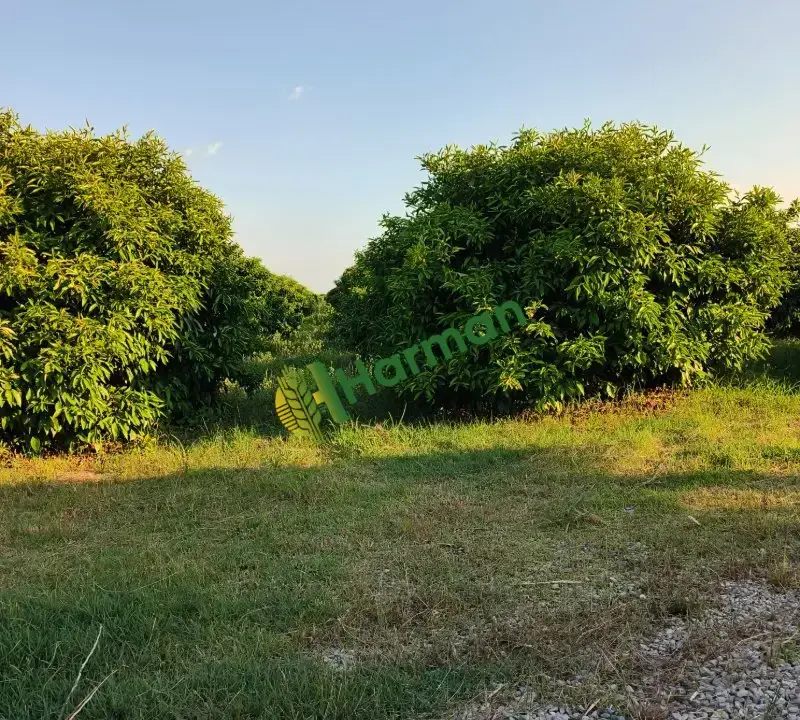Satılık dalında primasol mandalina Adana/kozan