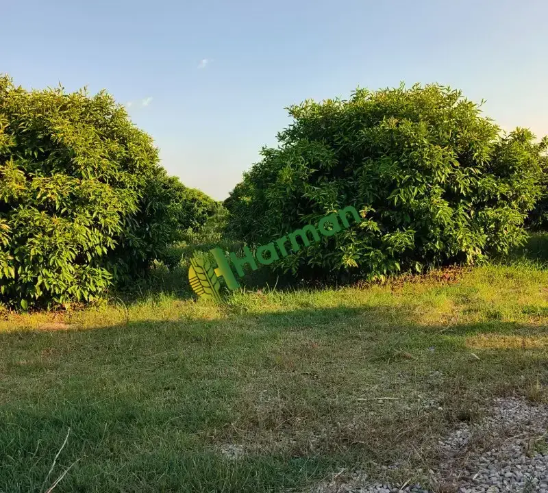 Satılık dalında primasol mandalina Adana/kozan