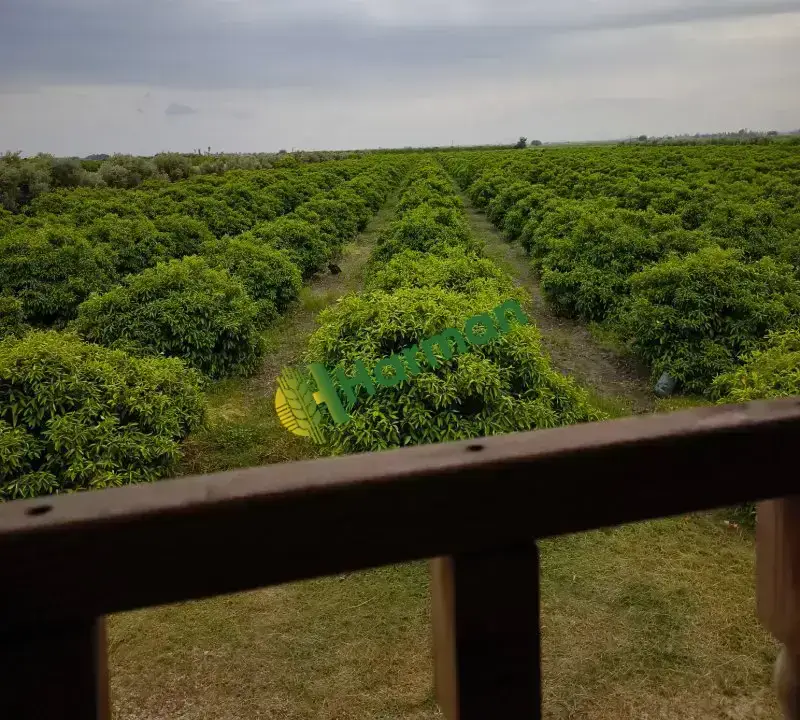 Satılık dalında primasol mandalina Adana/kozan