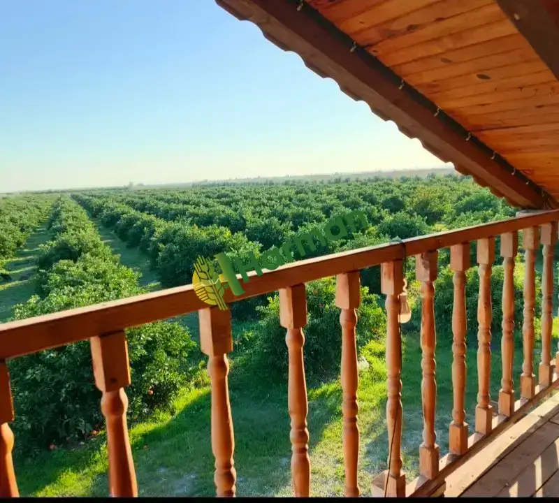 Satılık dalında primasol mandalina Adana/kozan