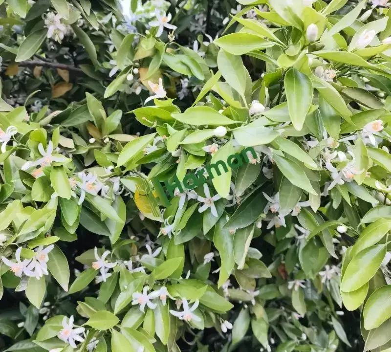 Satılık dalında primasol mandalina Adana/kozan