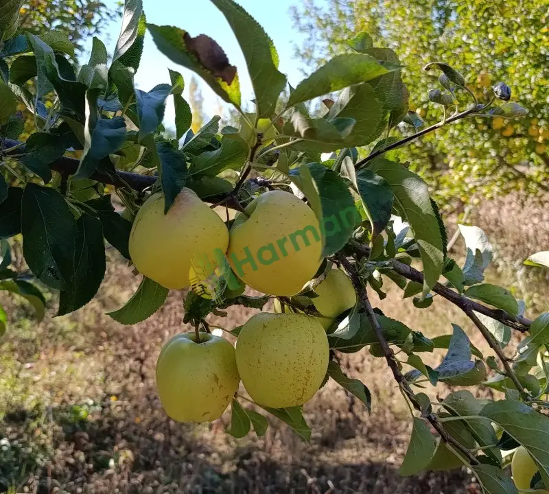Satılık dalından 1 sınıf elma kahramanmaraş Göksun