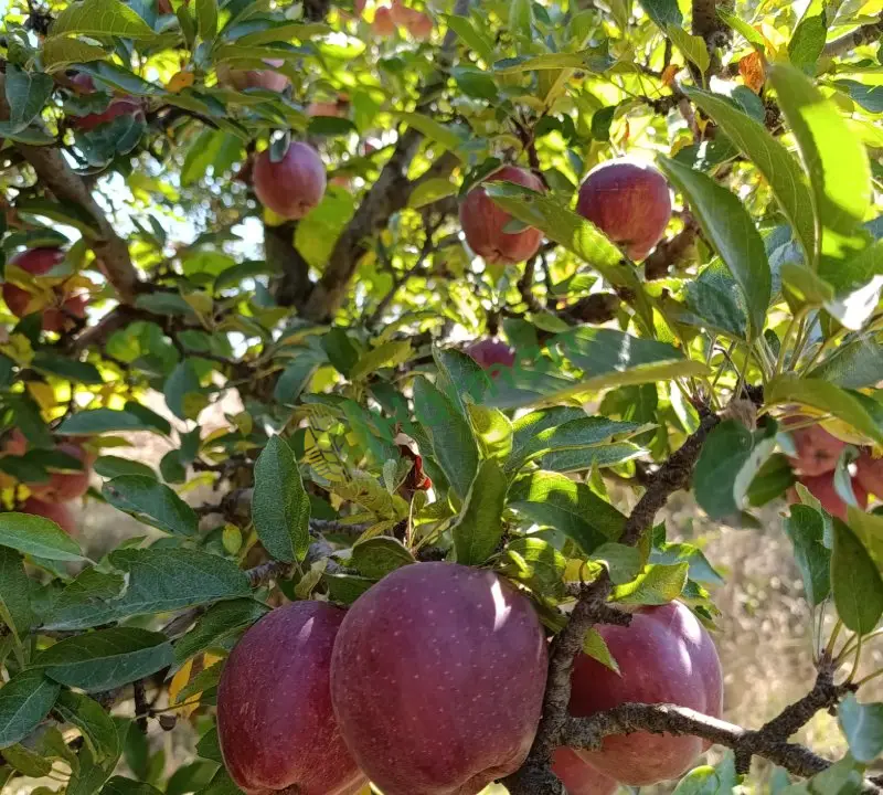 Satılık dalından 1 sınıf elma kahramanmaraş Göksun