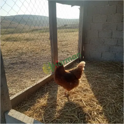 Adana Seyhan'da damızlık tavuk satılık