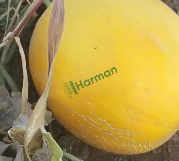 Kavun hal fiyatı