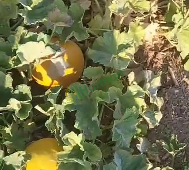 Satılık dayanıklı, tatlı kavun