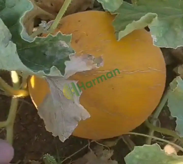 Satılık dayanıklı, tatlı kavun