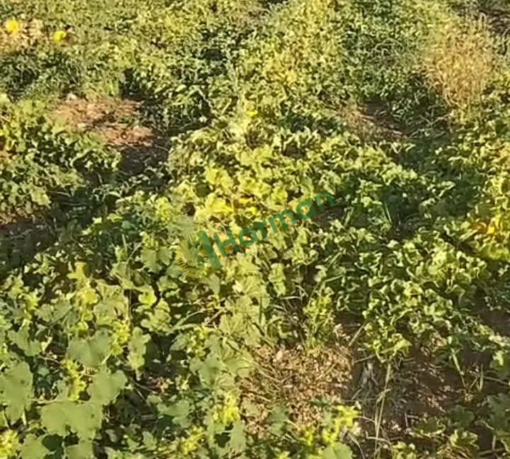 Satılık dayanıklı, tatlı kavun