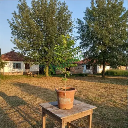 Kırklareli Pehlivanköy'de dişbudak satılık