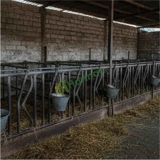 Kütahya Şaphane'de doğum boksları satılık