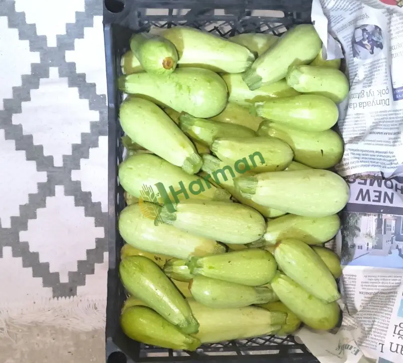 Satılık dolmalık kabak Hatay Yayladağı