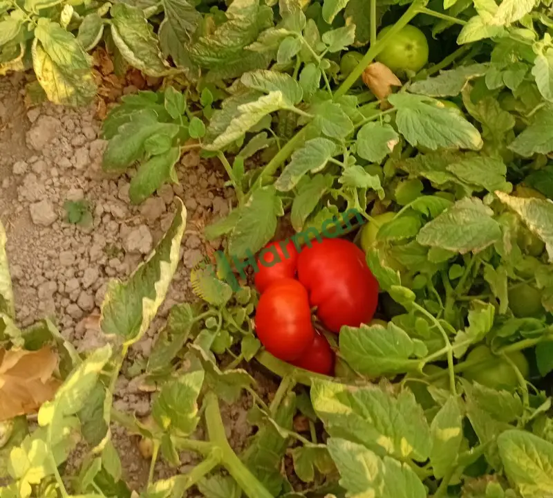 Domates hal fiyatı