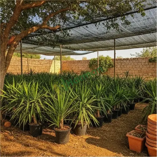 Balıkesir Edremit'te dracena satılık