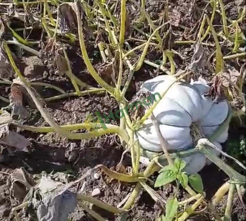 SATILIK DUBLE BAL KABAĞI