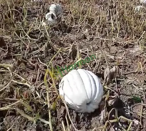 SATILIK DUBLE BAL KABAĞI