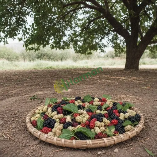 Yalova Merkez dut satılır