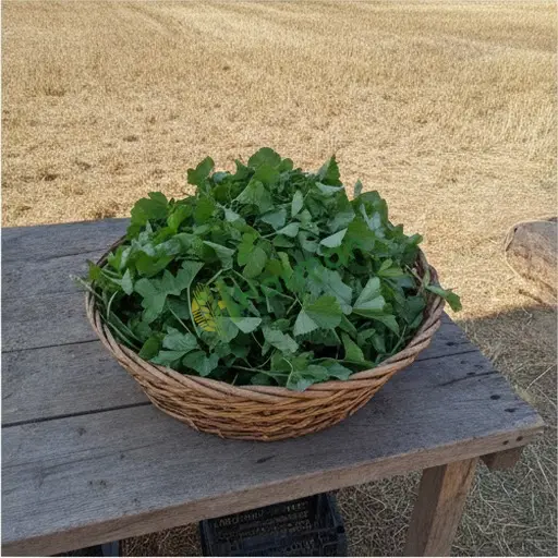 Bitlis Merkez'de ebegümeci satılık