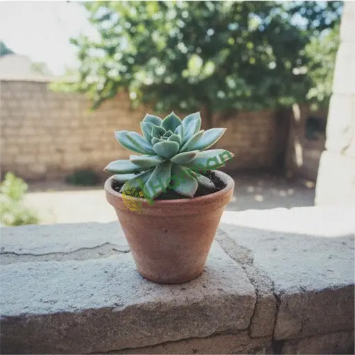 Adıyaman Kahta'da Echeveria sukulent satılık