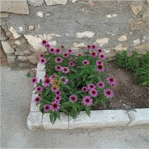 Sivas Divriği'de ekinezya satılıktır