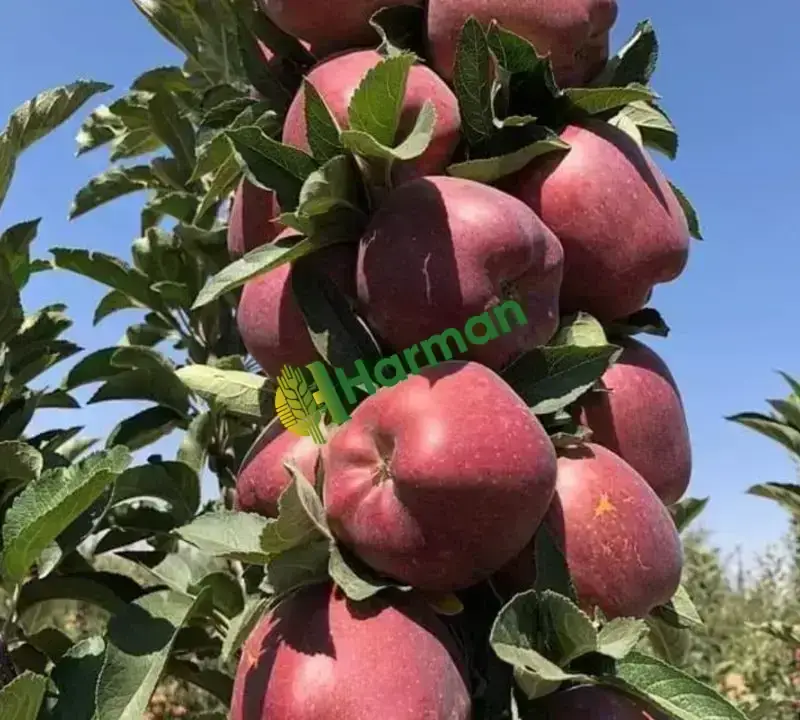 Satılık Elma