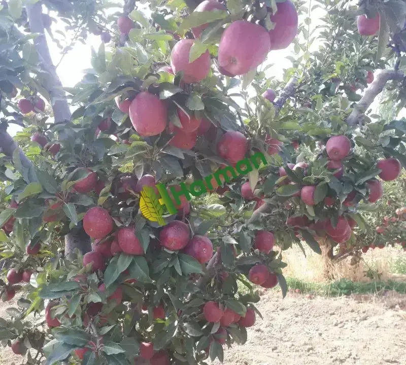 Satılık Elma
