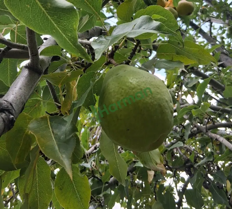 Satılık elma armut