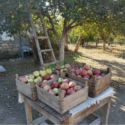 Zonguldak Ereğli'den elma satılık