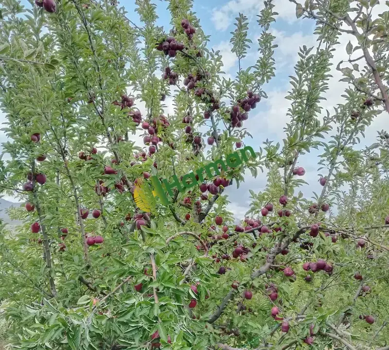 Satılık Elma Çeşitleri