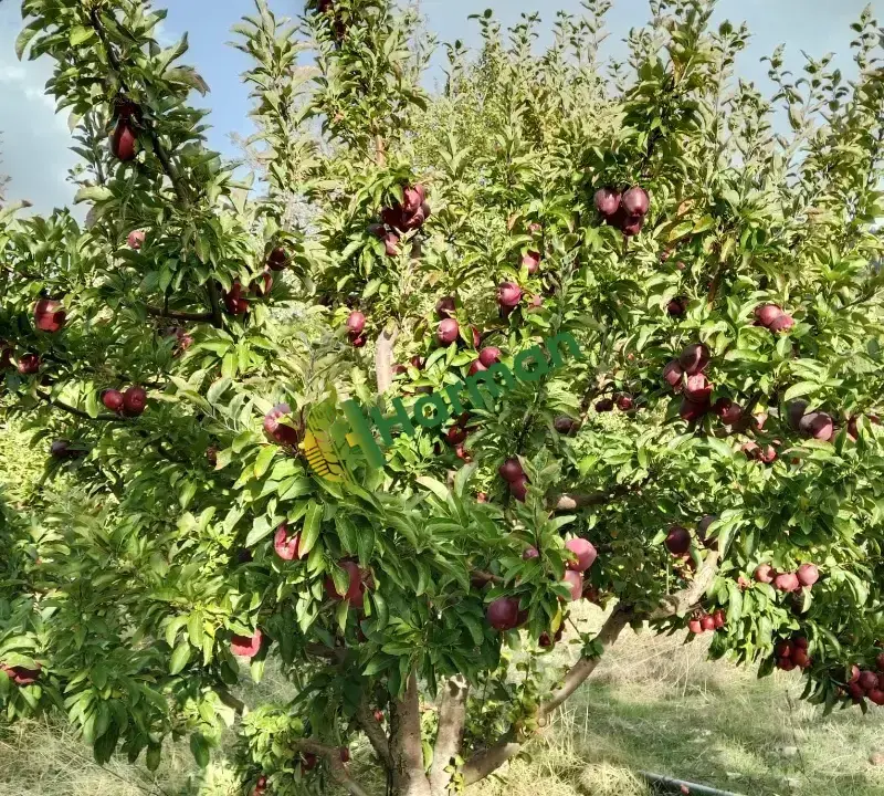 Satılık Elma Çeşitleri