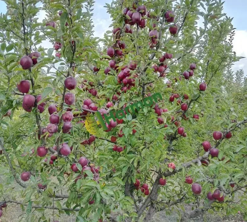 Satılık Elma Çeşitleri
