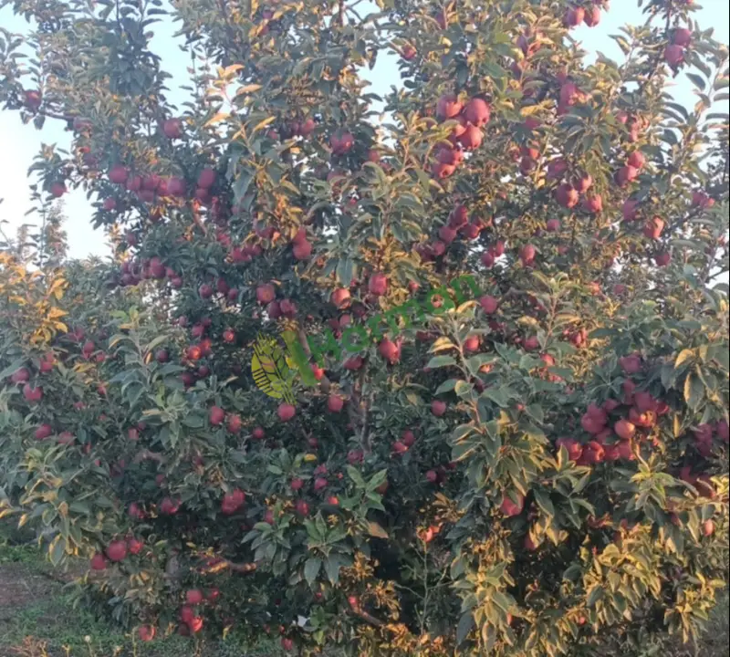Satılık elma Kahramanmaraş