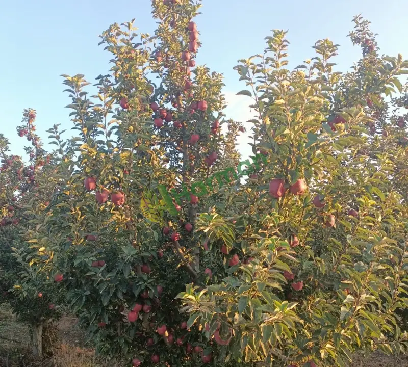 Satılık elma Kahramanmaraş
