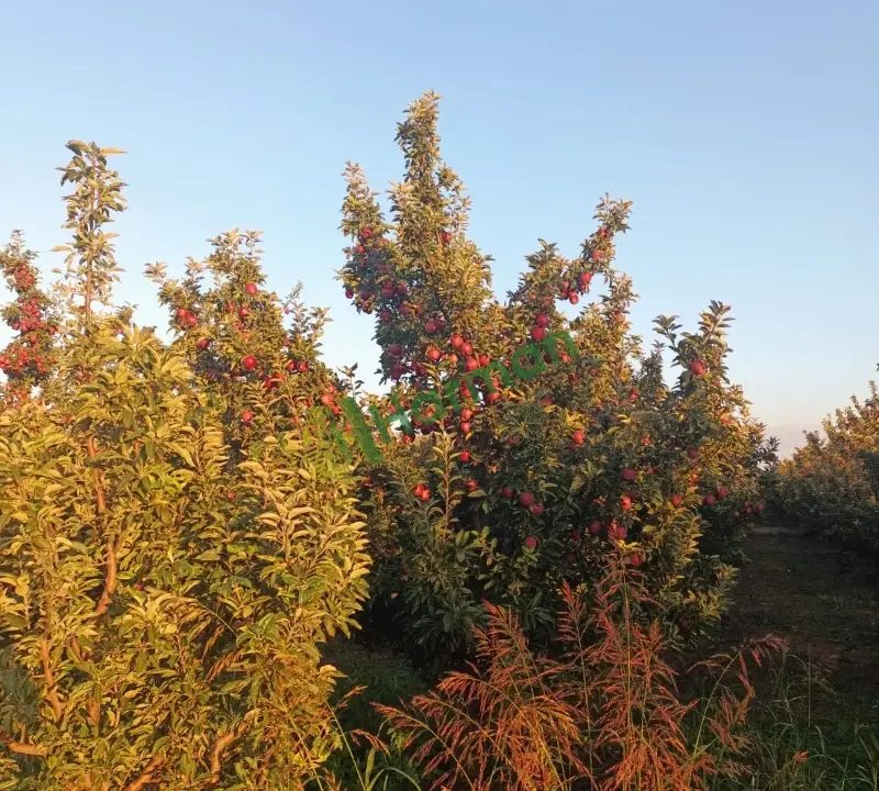 Satılık elma Kahramanmaraş