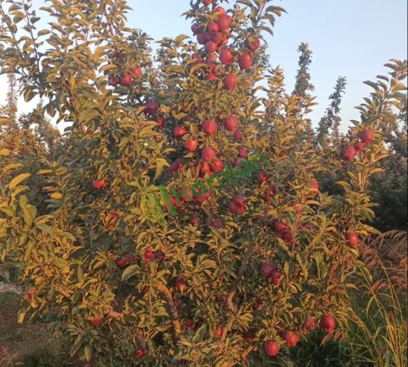 Satılık elma Kahramanmaraş