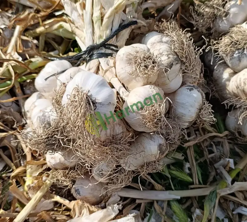 Satılık en az 4 ton sarımsak