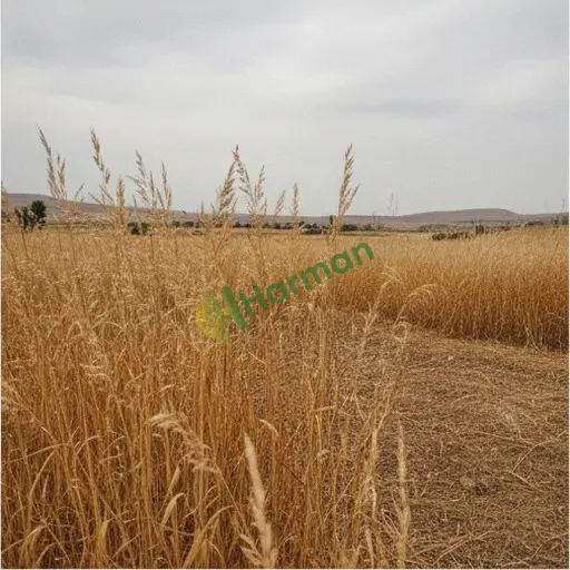 Şarkışla Sivas'ta Satılık Enerji Ayrığı