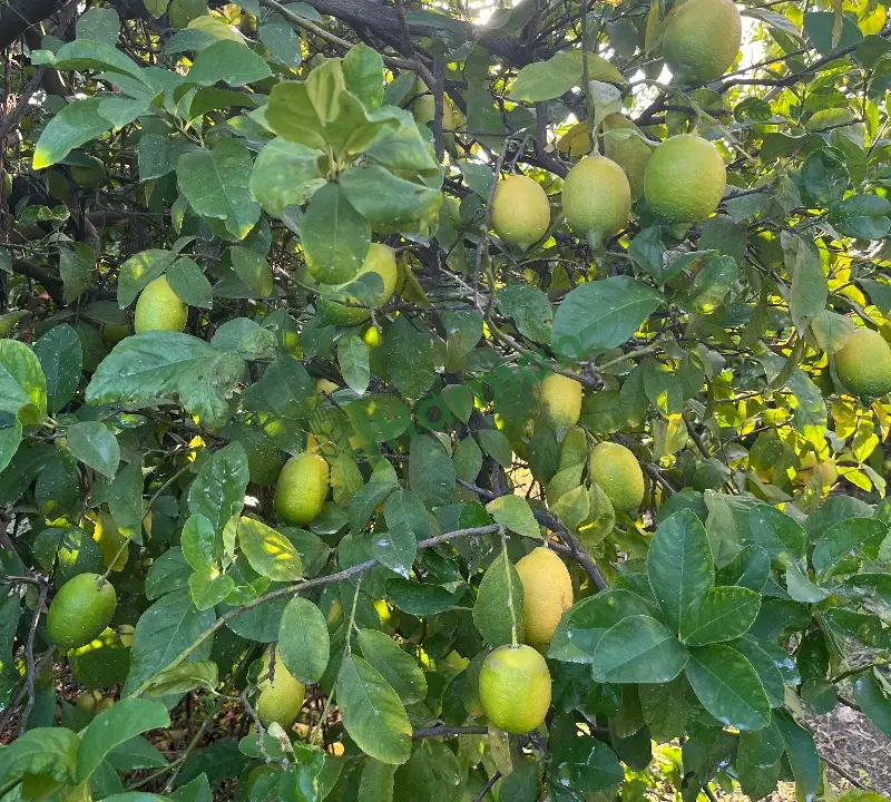 Satılık Enterdonat ihracatkıl