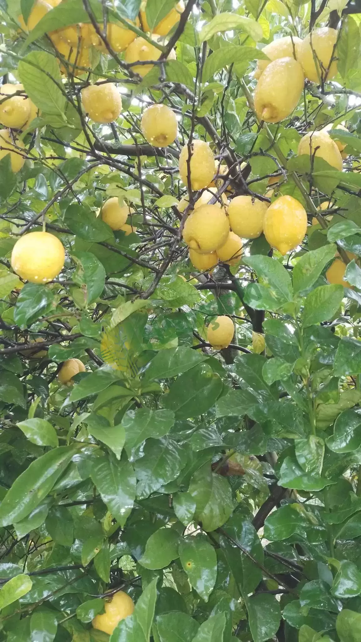 Satılık enterdonat limon Muğla Ortaca Sıyırma Satılık