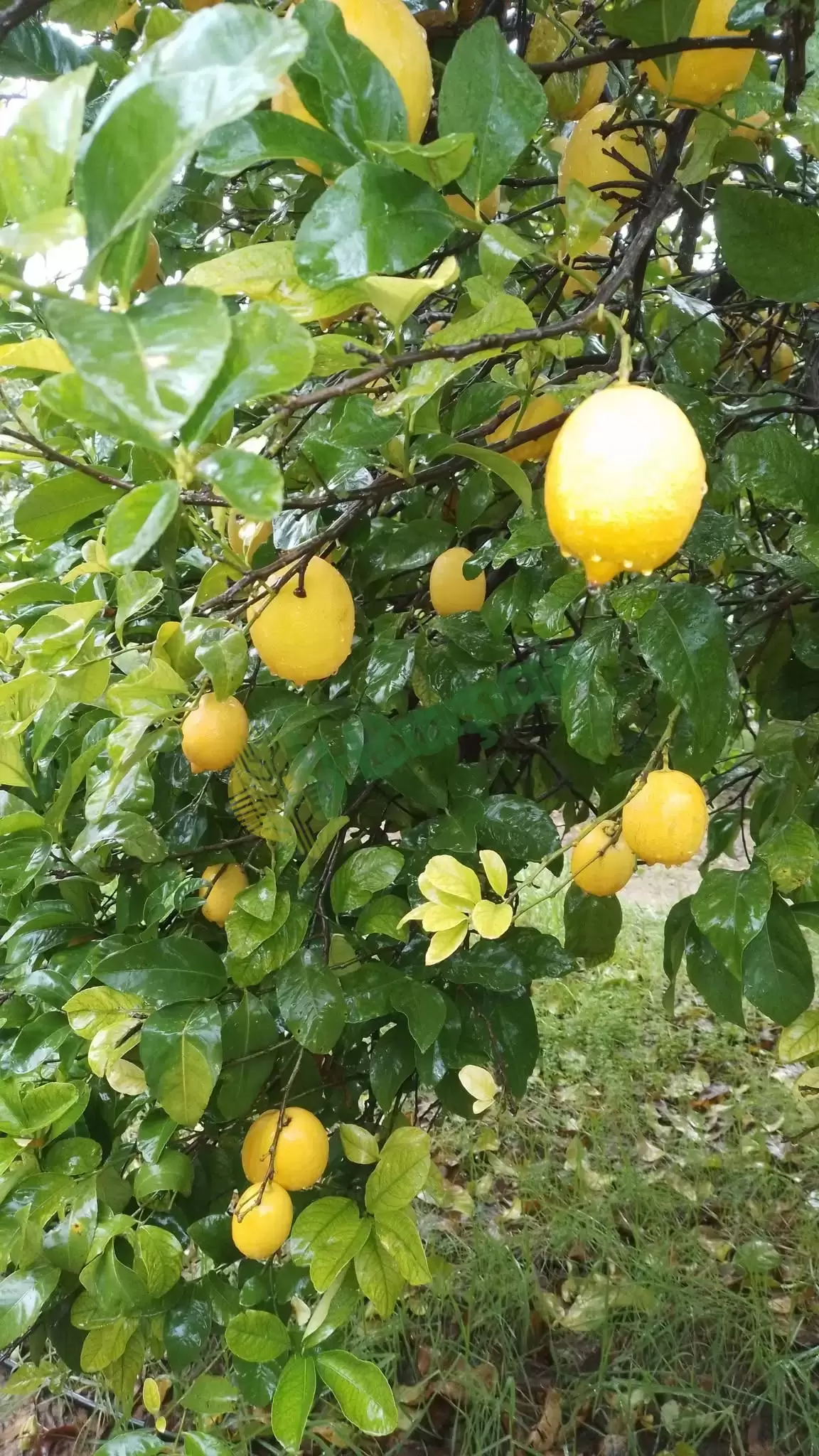 Satılık enterdonat limon Muğla Ortaca Sıyırma Satılık